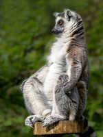 Ring-Tailed Lemur