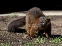 Red-Bellied Lemur