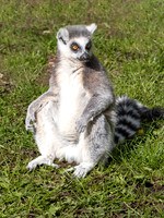 Ring-Tailed Lemur