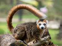Crowned Lemur