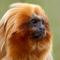 Golden Lion Tamarin