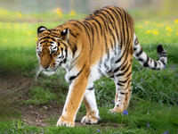 Amur Tiger 'Tschuna'