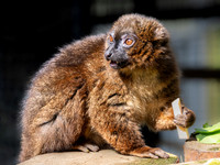 Red-Bellied Lemur