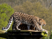 Amur Leopards 'Kristen & Auckley'