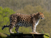 Amur Leopard 'Kristen'