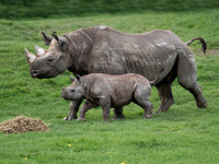 Najuma & Rocco