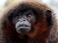 Red Titi Monkey