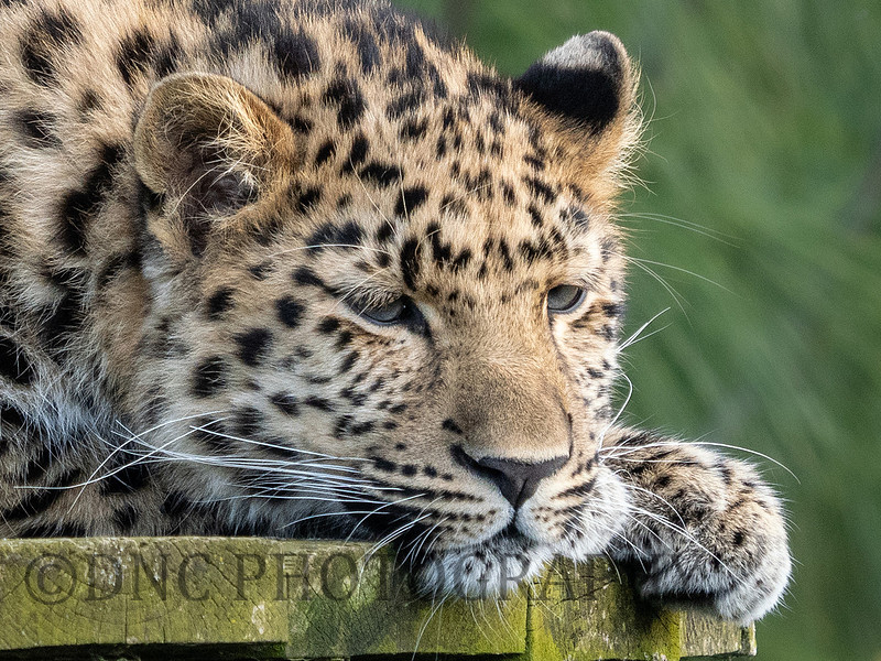 Amur Leopard 'Auckley'
