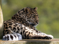 Amur Leopard 'Auckley'