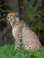 Cheetah 'Brooke'
