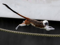 Cotton Top Tamarin