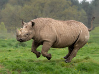 Eastern Black Rhino 'Makibo'