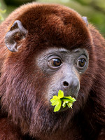 Red Howler Monkey