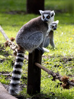 Ring-Tailed Lemur