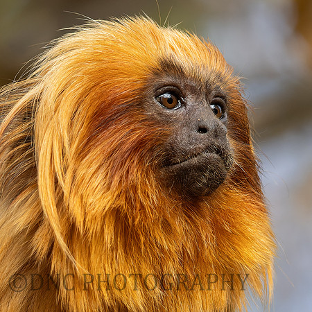 Golden Lion Tamarin .2