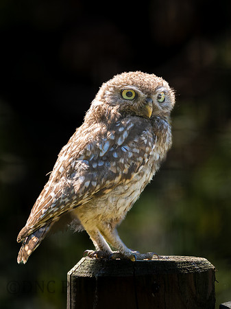 Little Owl .4