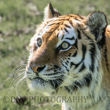 Amur Tiger 'Tschuna'