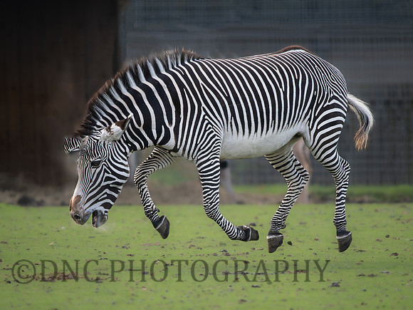 Zebra .1
