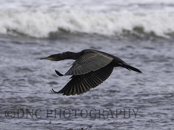 Cormorant