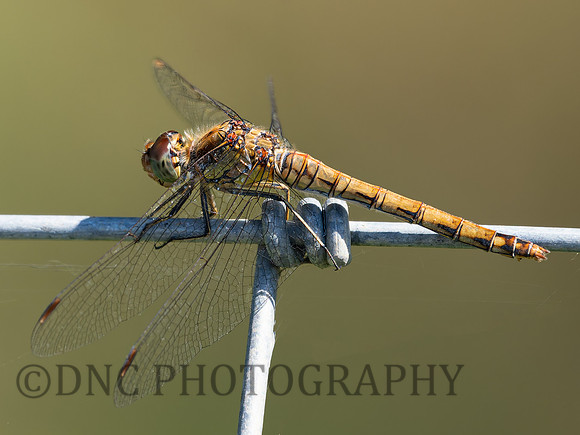 Common Darter .2