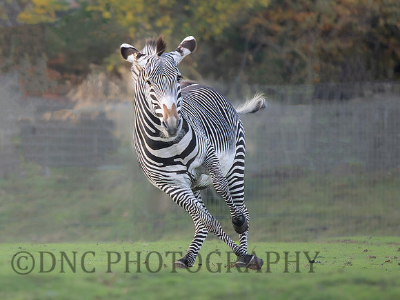 Zebra .5