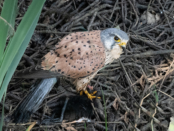 Kestrel .1