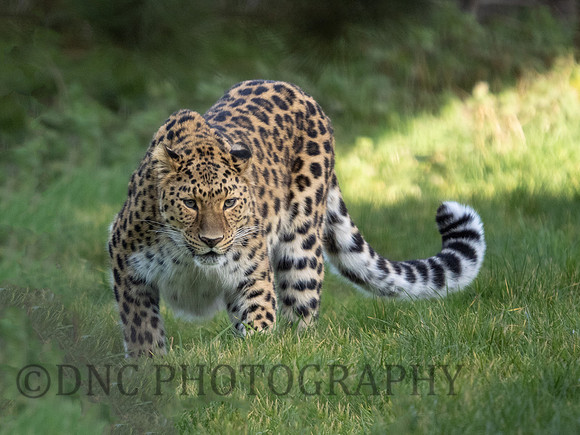 Amur Leopard Kristen