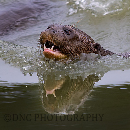 Giant Otter .1