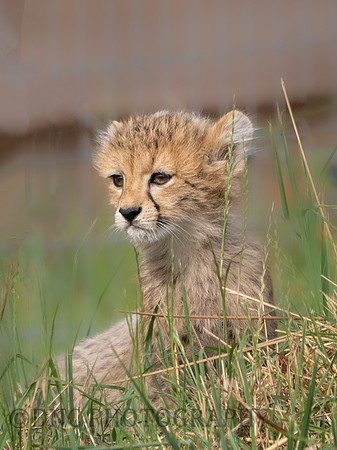 Cheetah Cub .1