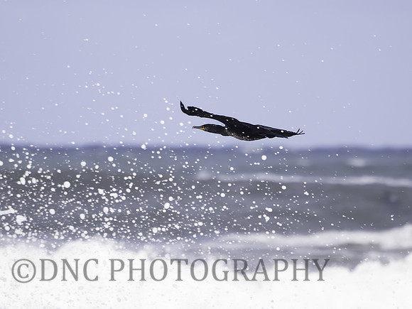 Cormorant