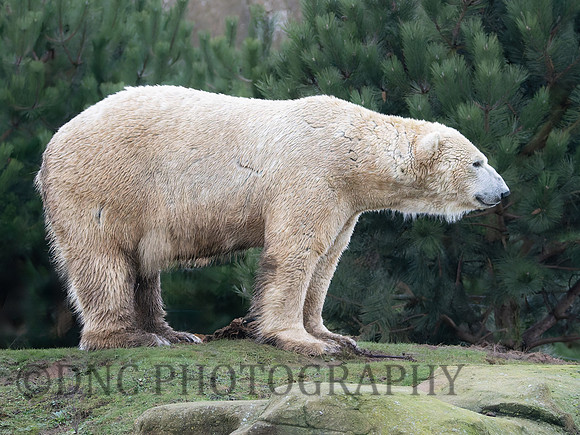 Polar Bear .1