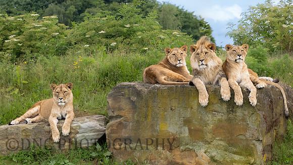 Lions