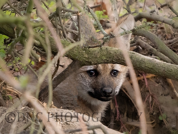 Maned Wolf Pup