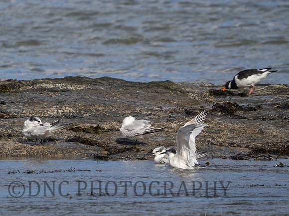 Sandwich Terns