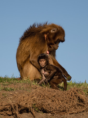 Gelada Monkey mother and Infant