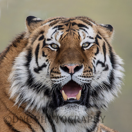 Amur Tiger 'Altai'