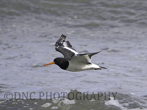 Oyster catchers