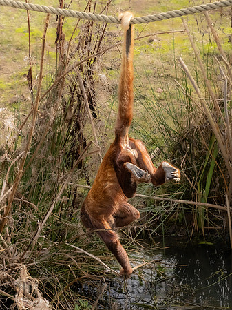 Red Howler Monkey