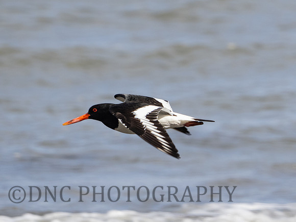 Oyster catcher