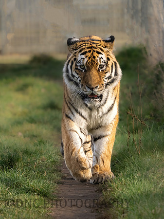 Amur Tiger 'Tschuna'