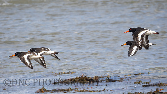Oyster catchers