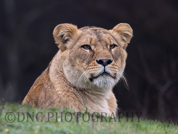 Lioness .1