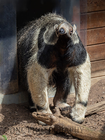 Giant Anteater .2