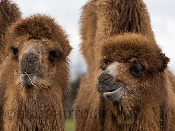 Bactrian Camel