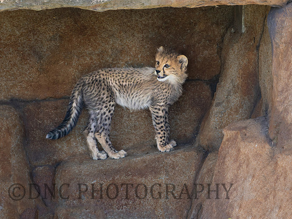 Cub in a Cave