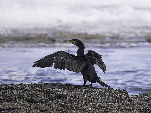 Cormorant