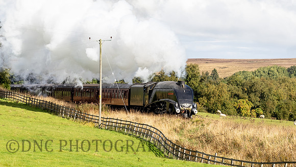 4498 Sir Nigel Gresley approaching Moorgates