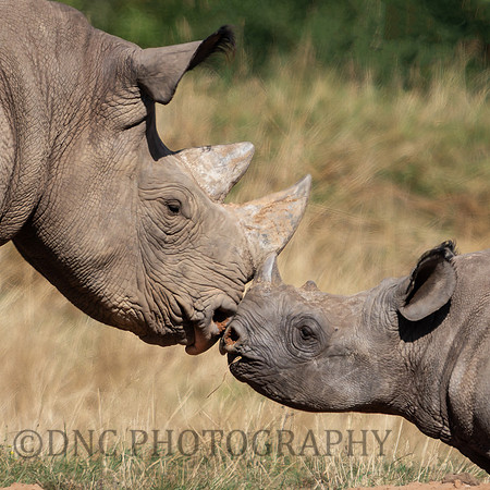 Najuma & Rocco
