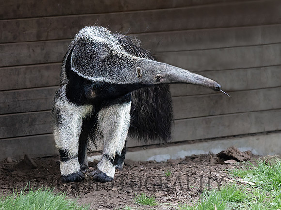 Giant Ant Eater .2