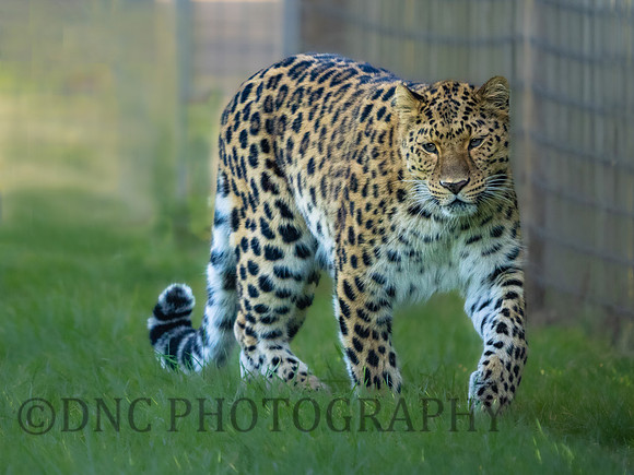 Amur Leopard Kristen